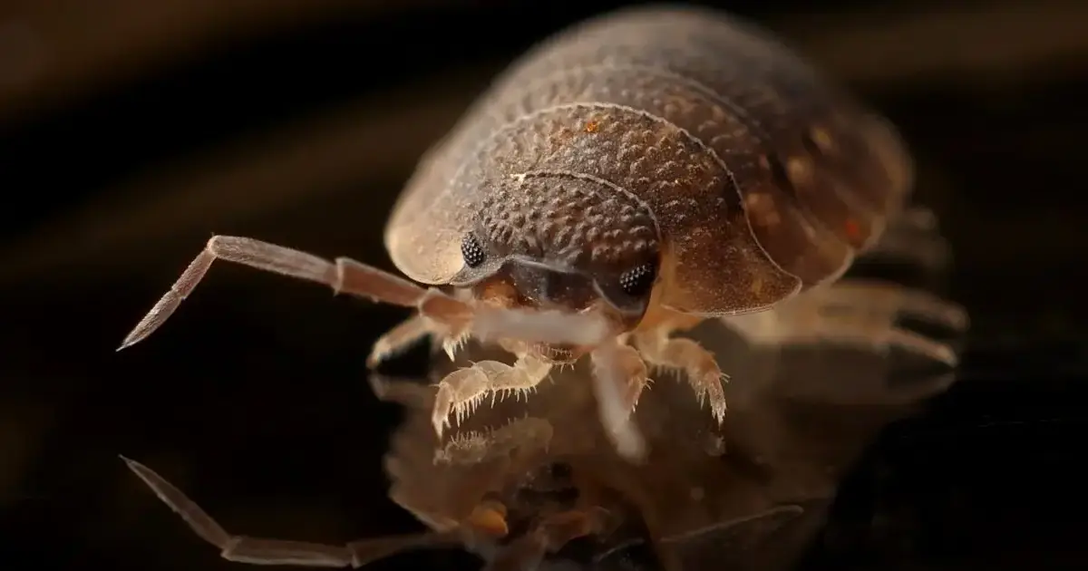 What Are Bed Bugs And How to Get Rid of Them