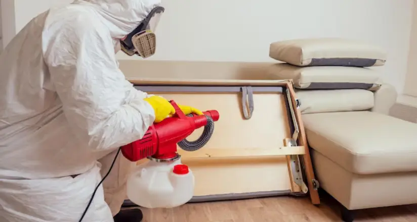 Exterminator inspecting and treating large furniture to deal with hidden bed bugs