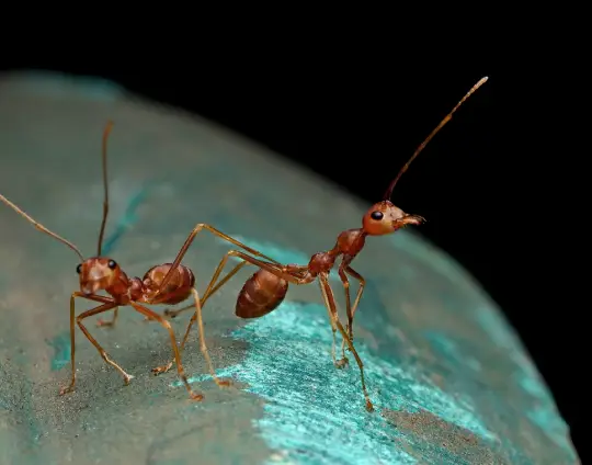 Understanding Ant Infestations in Gold Coast