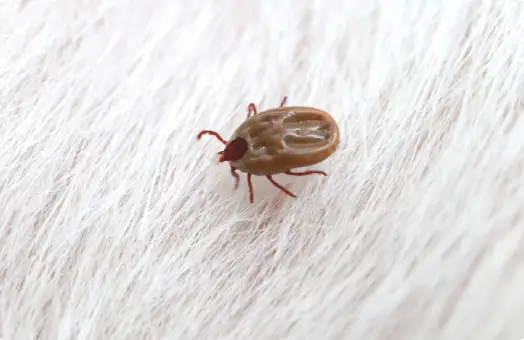 Common Bed Bug Species