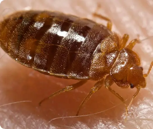  Signs of a Bed Bug Infestation