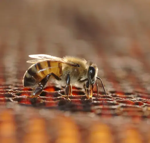 Introduction to Ozclean’s Bee Removal Services