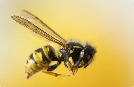 Understanding Bees in Gold Coast