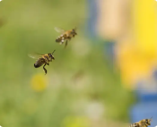 The Importance of Bees to Our Ecosystem