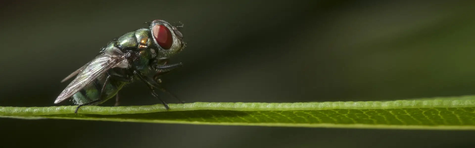 Book Your Beetle Control Service Today