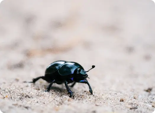 The Ecological Role of Beetles