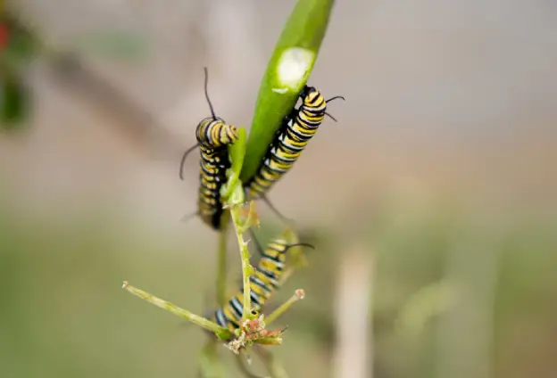 The Ecological Impact of Caterpillars