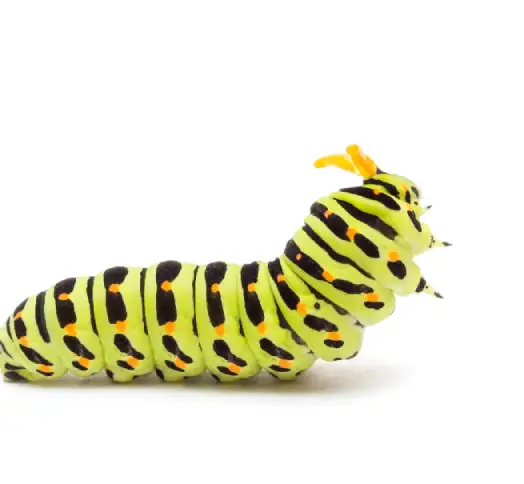 Understanding Caterpillars in Gold Coast