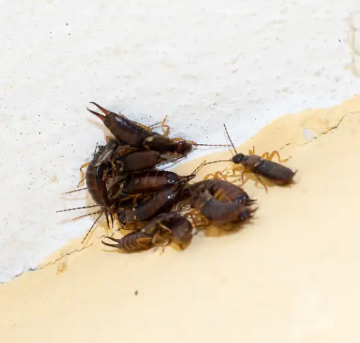 Common Earwig Species in Gold Coast