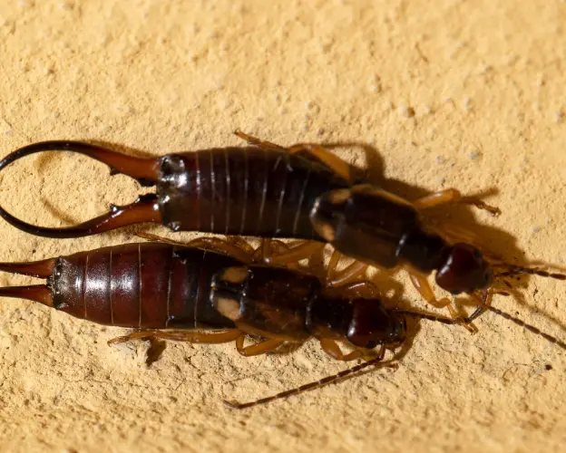 Ozclean Earwig Pest Control Services in Gold Coast