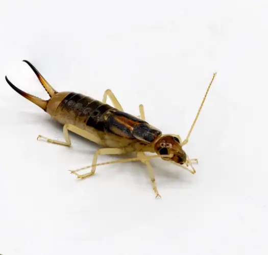 How to Prevent Earwig Infestations in Your Garden