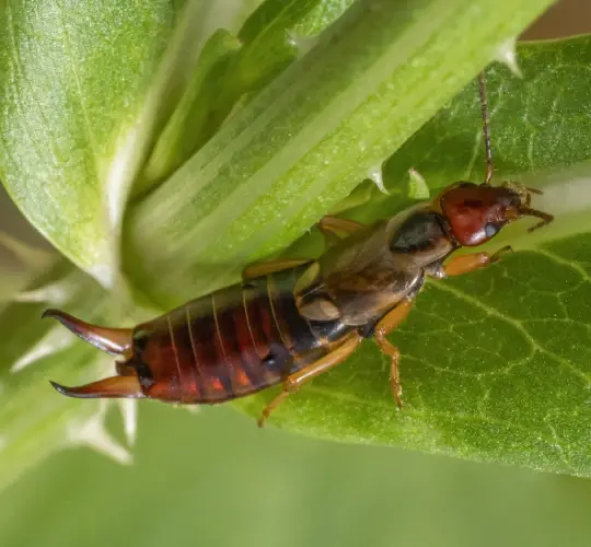 DIY vs. Professional Earwig Removal