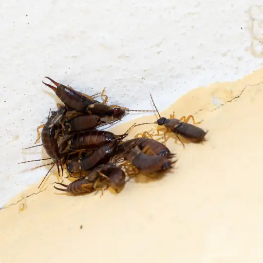 Why Earwigs Are a Concern in Gold Coast