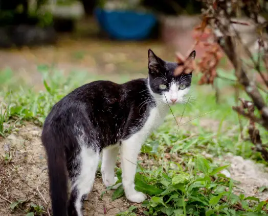 Humane Trapping Techniques