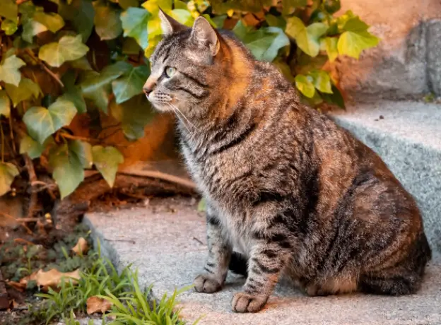 Why Feral Cats Are a Concern in Gold Coast