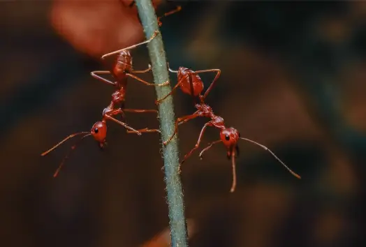 Identifying Fire Ant Infestations