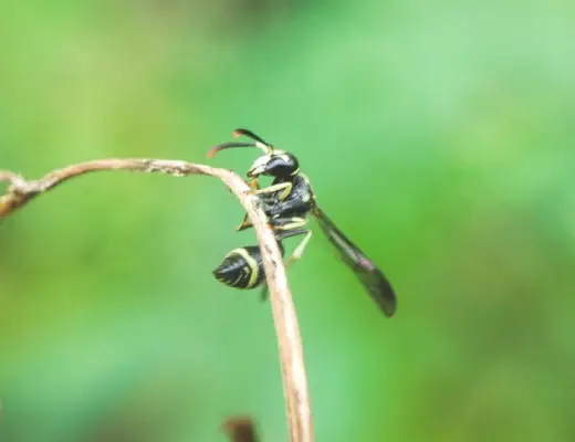 Premier Flying Insect Control Services in Gold Coast