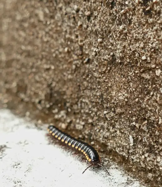 Why Millipedes Are a Concern in Gold Coast