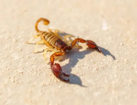  Common Scorpion Species