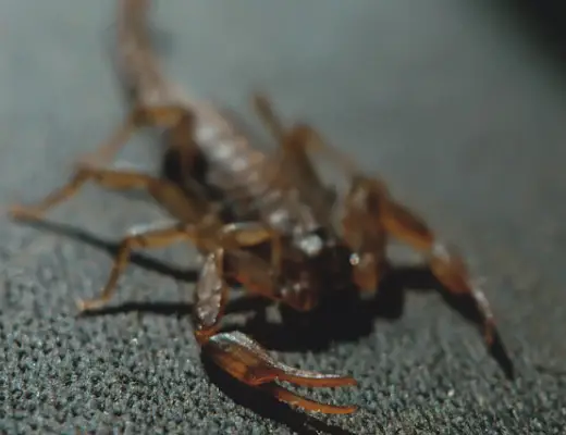 Health Risks of Scorpion Stings