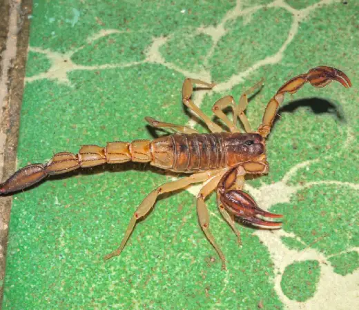 How to Identify and Respond to Scorpion Infestations