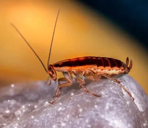 Why Silverfish Control is Essential for Gold Coast Homes