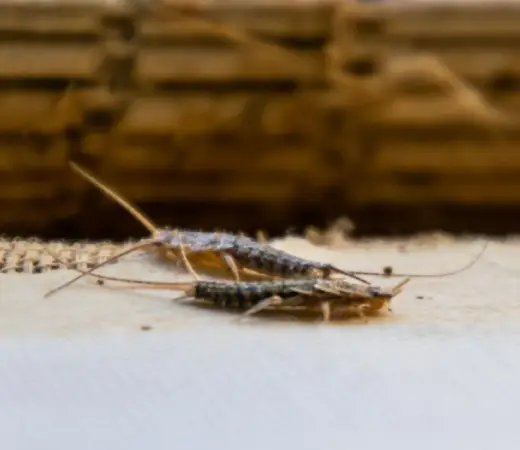 Why Choose OzClean for Your Silverfish Problem?