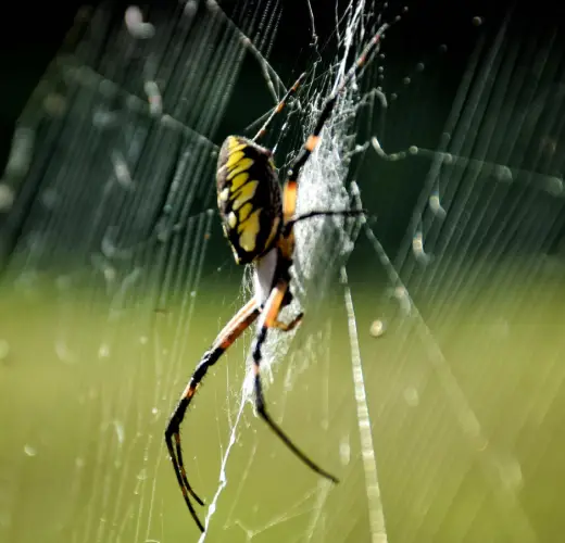 Eco-Friendly Spider Control Solutions