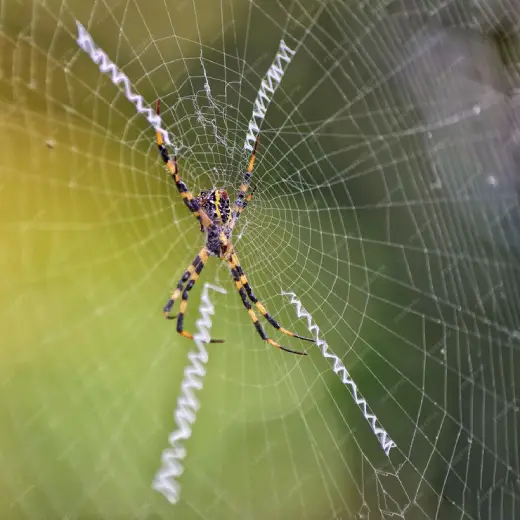 Welcome to Ozclean - Your Shield Against Spiders