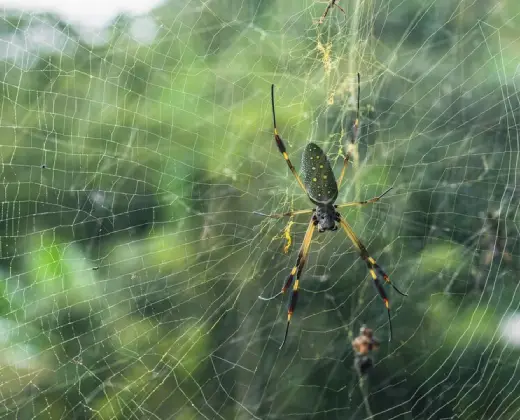 Premier Spider Control Services in Gold Coast - Ozclean