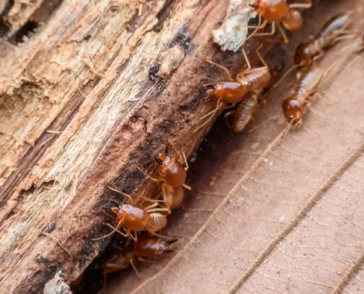 Termite Inspections