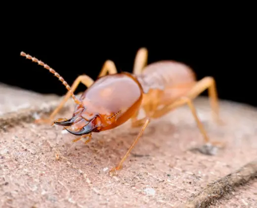 Comprehensive Termite Solutions in Gold Coast