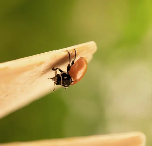 Tips for Tick-Proofing Your Home