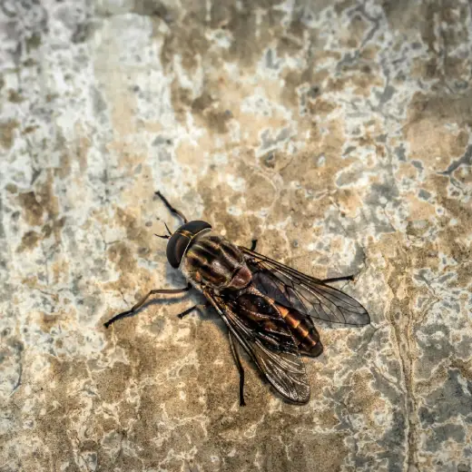 Seasonal Wasp Activity in Gold Coast: Best Practices