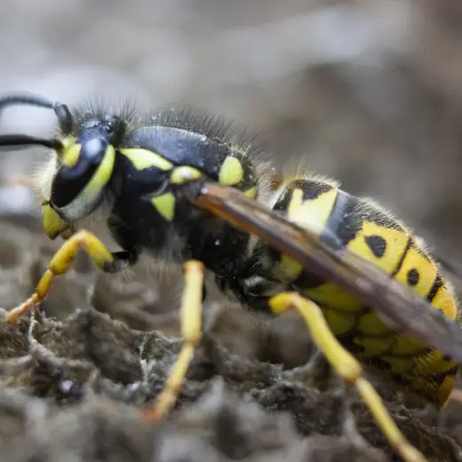 Wasp Prevention Tips for Gold Coast Homeowners