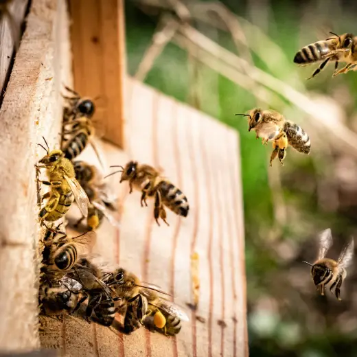 Comprehensive Wasp Control Services in Gold Coast