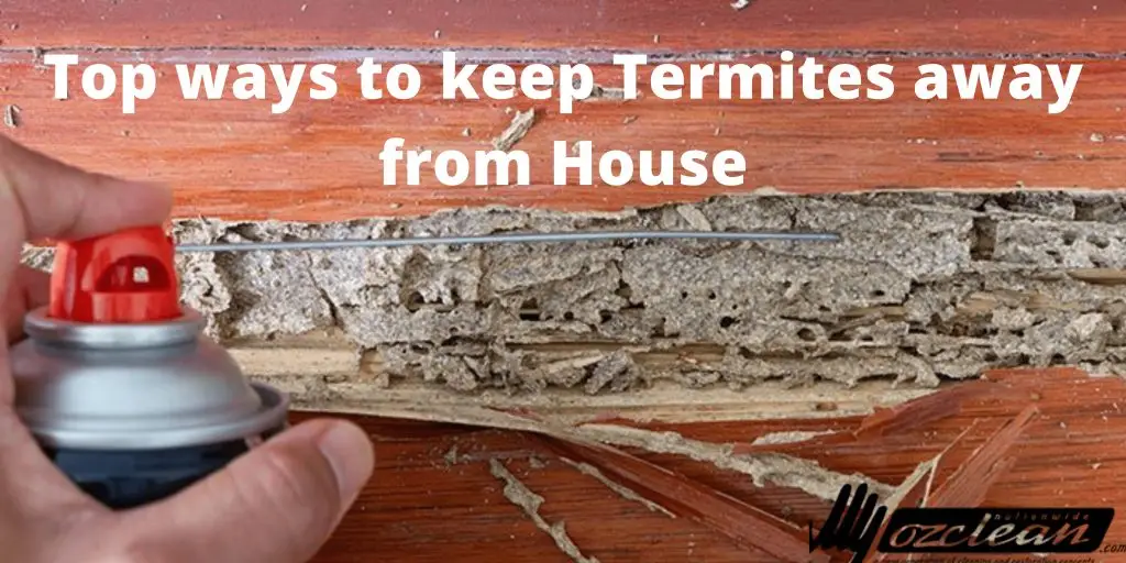 Top Ways To Keep Termites Away From House.webp