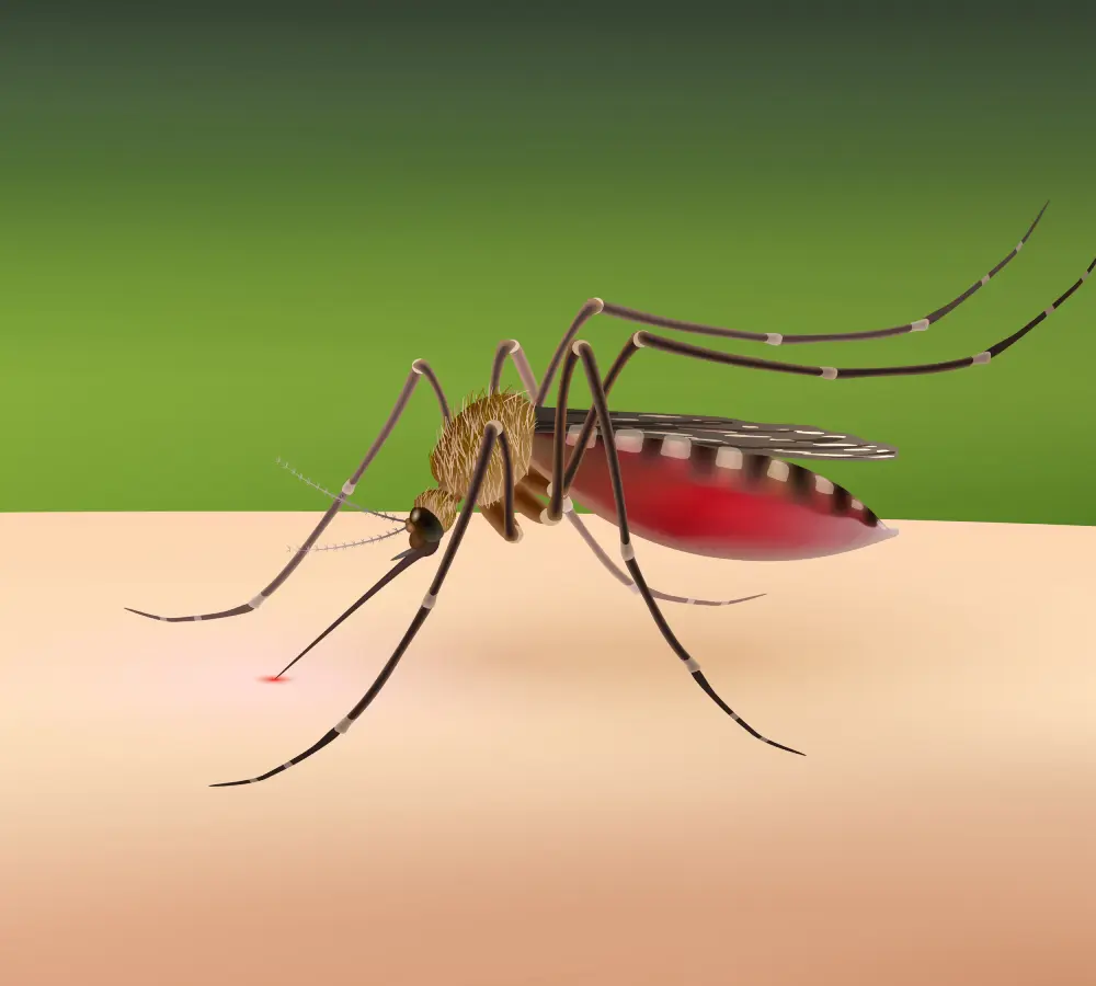  mosquito