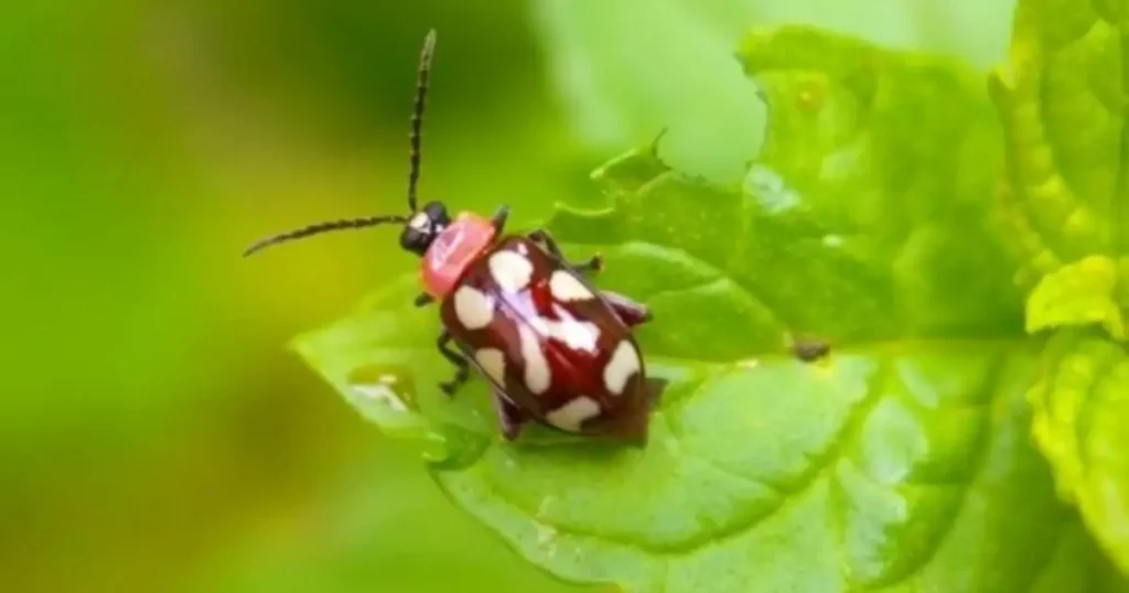 Organic Pest Control Methods 3 0507092021 pest control