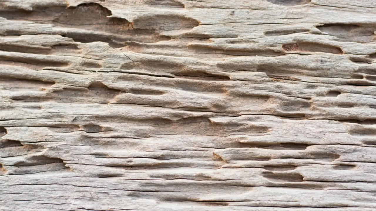 Blog 10 12042021 termite infestation