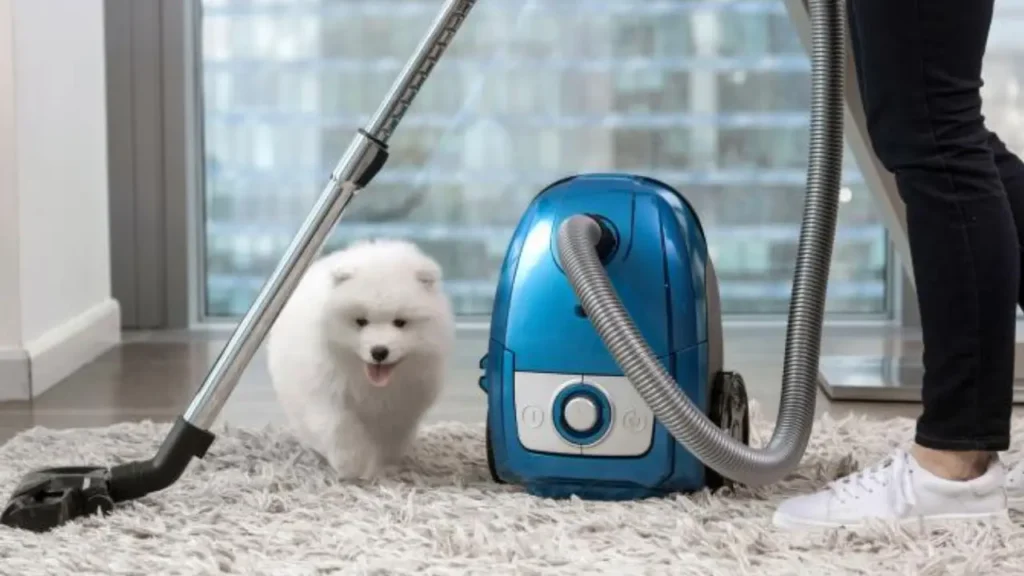 Effective Ways to Clean Pet Urine Stains and Odors 3 24052020 carpet cleaning