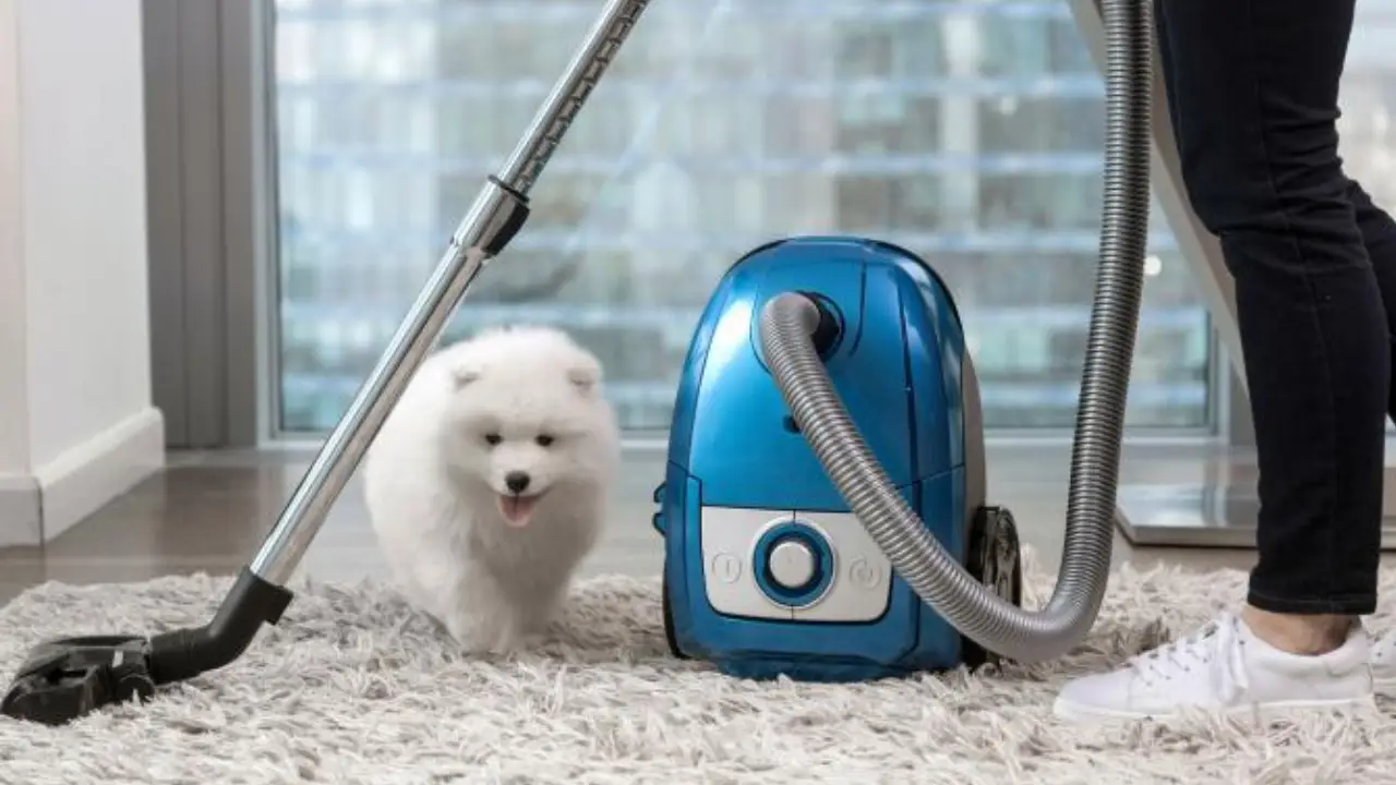 Blog 3 24052020 carpet cleaning