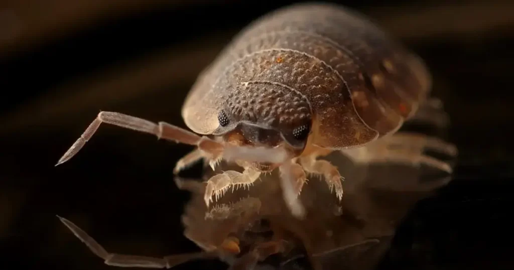 What Are Bed Bugs And How to Get Rid of Them 2 rid from bed bugs