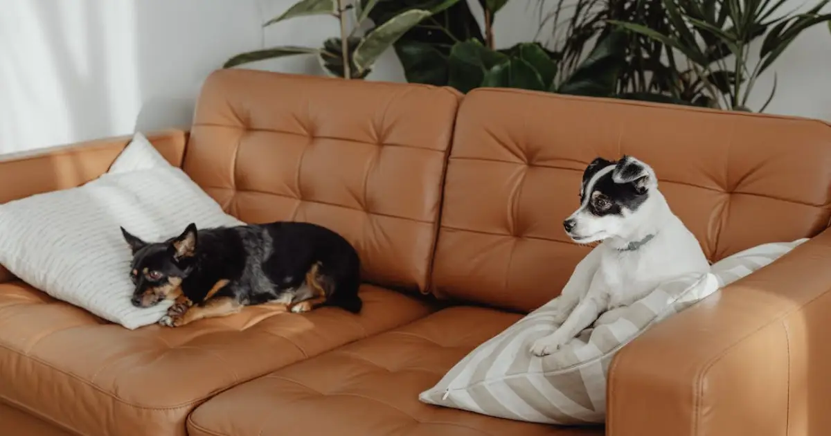 How to Clean Pet Urine Stains Effectively from Carpets | OzClean Blog 1 Person blotting pet urine stain on carpet with absorbent cloth