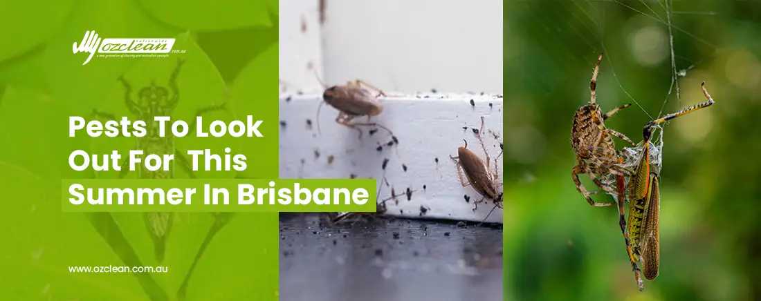 Summer Pests You Should Look Out For in Brisbane 1 blog thumbnail