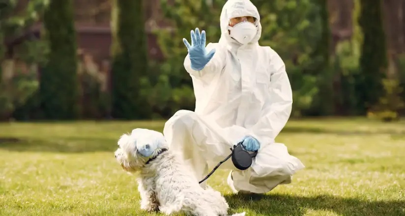 Carpet Cleaning in Brisbane: Remove Pet Urine & Control Fleas - ozclean 8 Effective flea control methods for carpets by OzClean