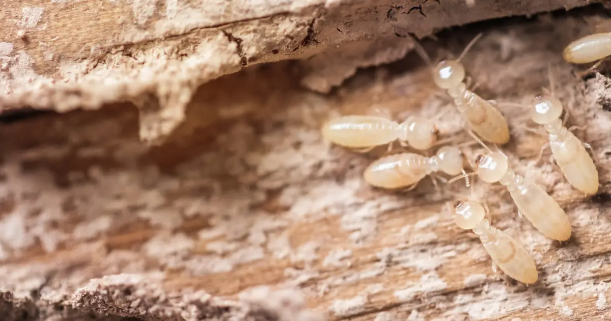 Protect Your Property: Understanding the Importance of Timely Pest Control 5 Health Risks of Household Pests