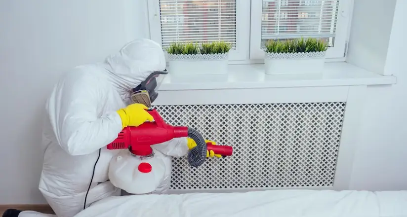 Effective Methods to Get Rid of Bed Bugs - Ozclean Gold Coast 6 Array of natural solutions and remedies applied to eliminate bed bugs effectively