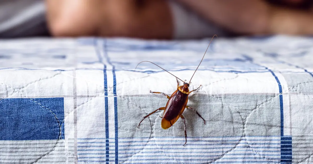 Effective Methods to Get Rid of Bed Bugs - Ozclean Gold Coast 1 Close-up view of bed bugs on a mattress to illustrate how to get rid of bed bugs