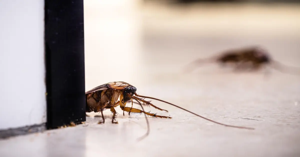 How to Get Rid of Houseflies: Eco-Friendly and Safe Methods 1 blog thumbnail